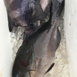 鵜来島家本渡船 釣果