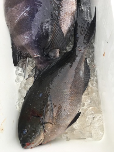 鵜来島家本渡船 釣果