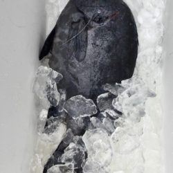 鵜来島家本渡船 釣果