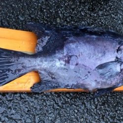 鵜来島家本渡船 釣果