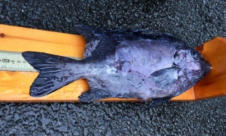 鵜来島家本渡船 釣果