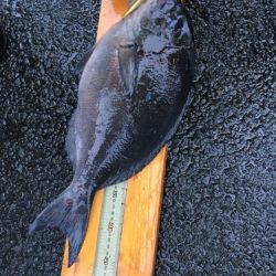 鵜来島家本渡船 釣果