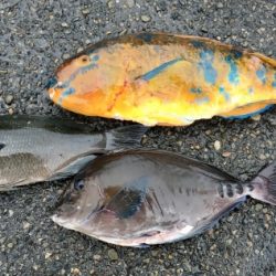 鵜来島家本渡船 釣果