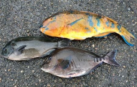 鵜来島家本渡船 釣果