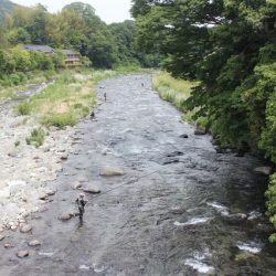 狩野川(狩野川漁業協同組合) 釣果