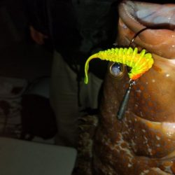 Magic（マジック） 釣果