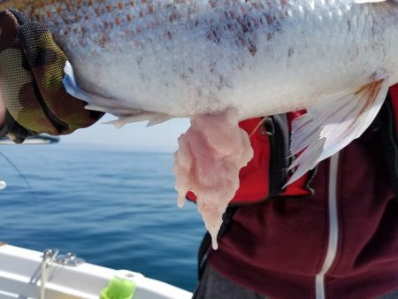 遊漁船　ニライカナイ 釣果