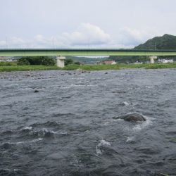 狩野川(狩野川漁業協同組合) 釣果