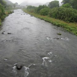 狩野川（狩野川漁業協同組合） 釣果