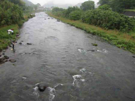 狩野川（狩野川漁業協同組合） 釣果