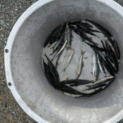 狩野川(狩野川漁業協同組合) 釣果