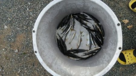 狩野川(狩野川漁業協同組合) 釣果