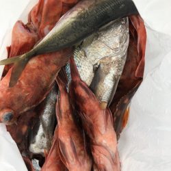 第二辰丸 釣果