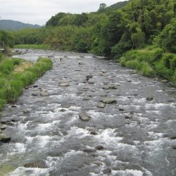 狩野川(狩野川漁業協同組合) 釣果