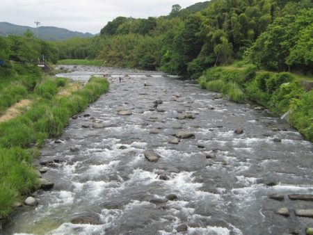 狩野川(狩野川漁業協同組合) 釣果