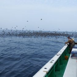 第三むつりょう丸 釣果