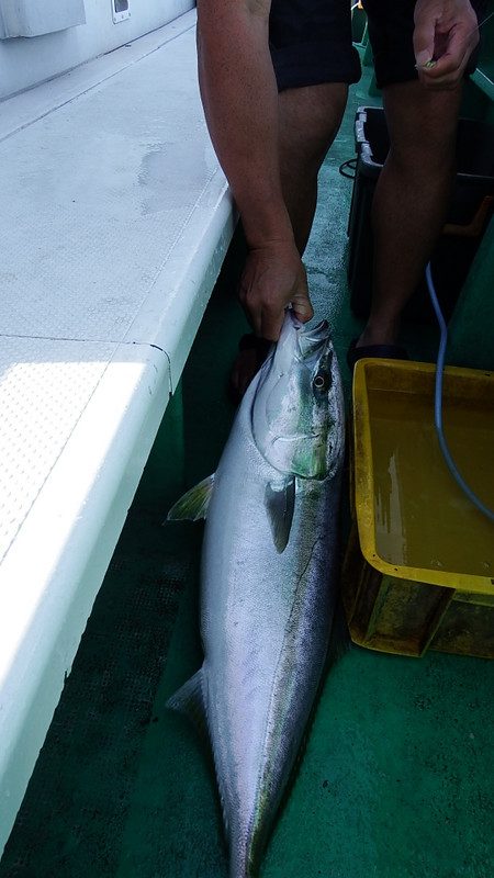 第三むつりょう丸 釣果