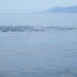 第三むつりょう丸 釣果