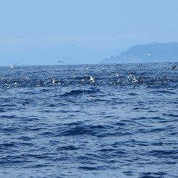 第三むつりょう丸 釣果