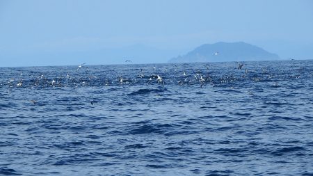第三むつりょう丸 釣果