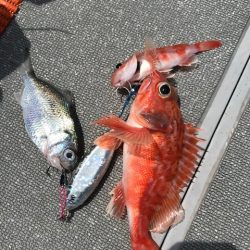 へいみつ丸 釣果