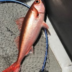 へいみつ丸 釣果