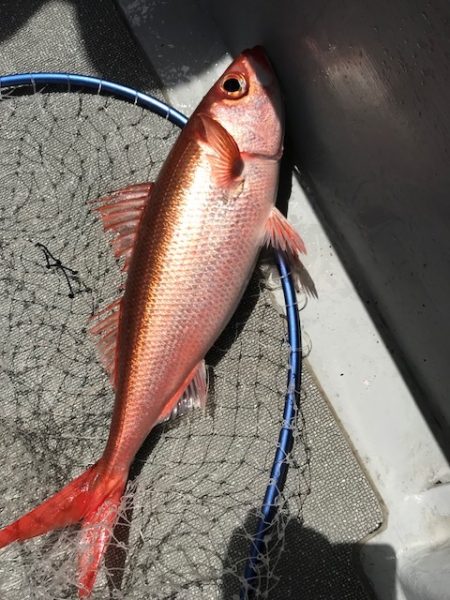 へいみつ丸 釣果