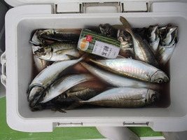 久里浜黒川本家 釣果