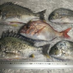 海山フィッシングセンター 釣果