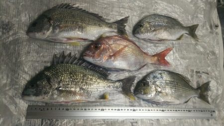 海山フィッシングセンター 釣果