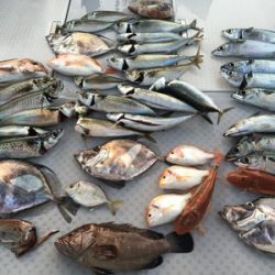 ミタチ丸 釣果