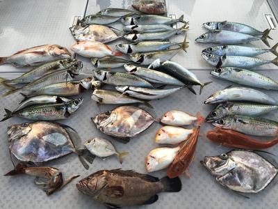ミタチ丸 釣果