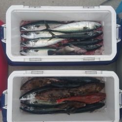 気仙沼　つり丸 釣果