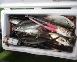 久里浜黒川本家 釣果