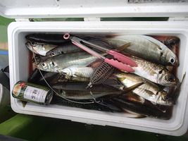 久里浜黒川本家 釣果