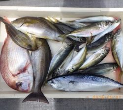 石川丸 釣果