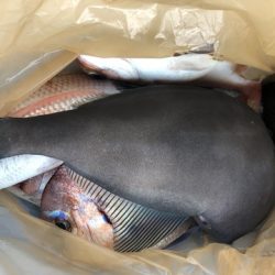 第二辰丸 釣果