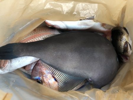 第二辰丸 釣果