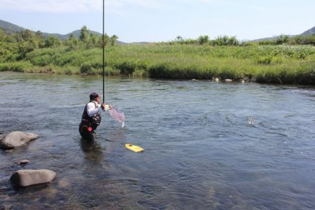 狩野川(狩野川漁業協同組合) 釣果