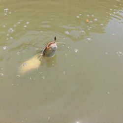 OLAHO　FISHING SPOT 釣果