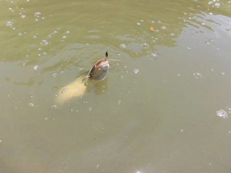 OLAHO　FISHING SPOT 釣果…