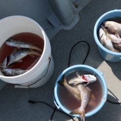 へいみつ丸 釣果