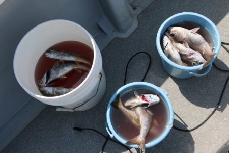 へいみつ丸 釣果