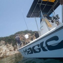 Magic(マジック) 釣果