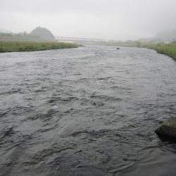 狩野川（狩野川漁業協同組合） 釣果
