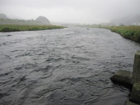 狩野川（狩野川漁業協同組合） 釣果
