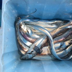 遊漁船 ニライカナイ 釣果