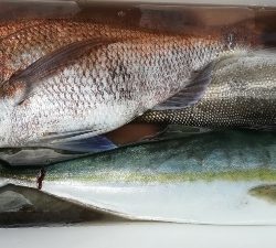 IDATEN(イダテン) 釣果