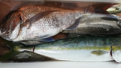 IDATEN(イダテン) 釣果