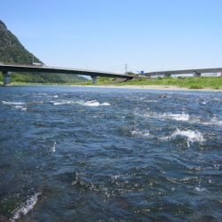 狩野川(狩野川漁業協同組合) 釣果